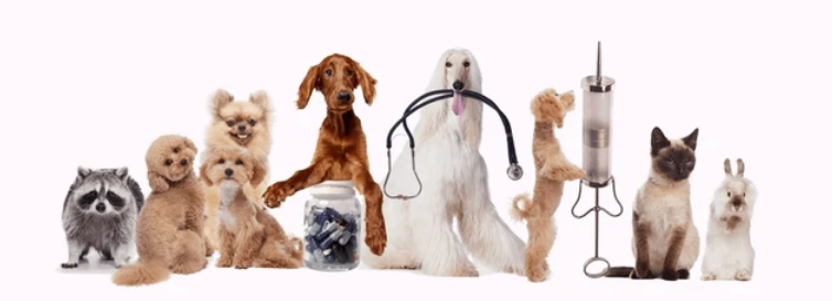 Screenshot 2024-02-23 at 23-50-02 Title 5 948 Vet Services White Background Images Stock Photos 3D